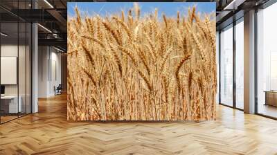 Wheat crop in Central Western New South Wales Australia Wall mural