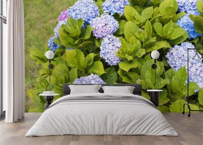 hydrangea flower and leaf in rainy season Wall mural