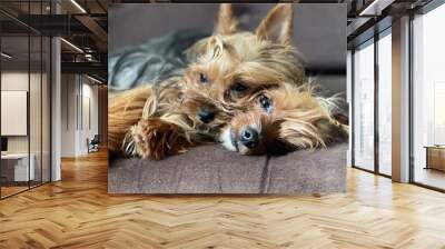 yorkshire terrier puppy Wall mural