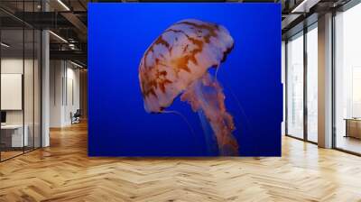 Closeup of a beautiful jellyfish on a dark blue background Wall mural