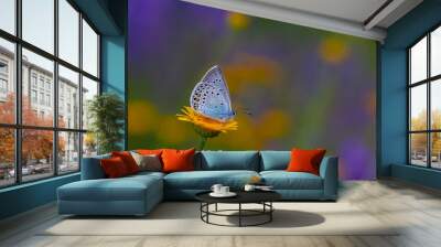 blue butterfly on yellow flower on purple background, Amanda blue, Polyommatus amandus Wall mural