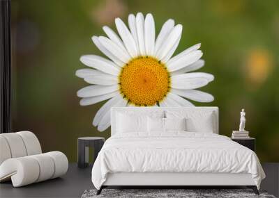 Close-up of common daisy, turkish name 