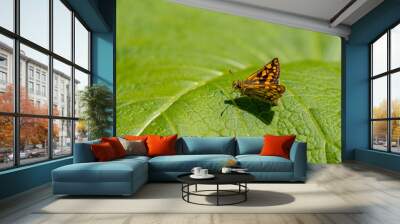 Yellow Spotted Butterfly, Checkered Skipper, Carterocephalus palaemon Wall mural