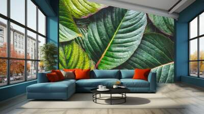 closeup nature view of colorful leaf background flat lay nature banner concept tropical leaf Wall mural