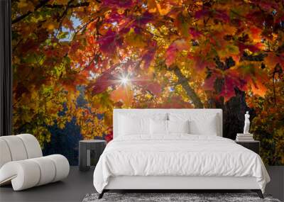 Sun shining through autumn leaves in Brown County State Park Wall mural