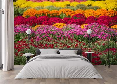 Rows of mums Wall mural