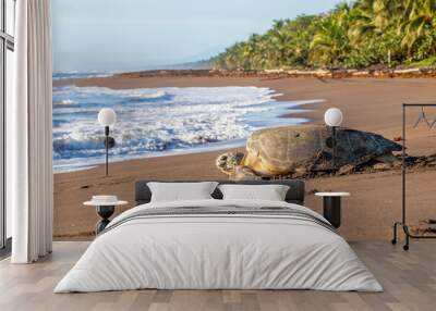 Green sea turtle nesting in Tortuguero Beach, Costa Rica Wall mural