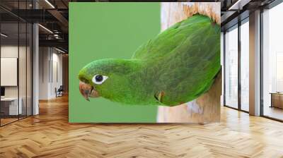 Hispaniolan Parakeet Wall mural