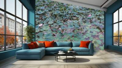 lotus in pond Wall mural