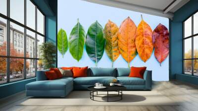 Leaves of different age of jack fruit tree on white wooden background. Ageing  and seasonal concept colorful leaves blue flat lay and copy space. Wall mural