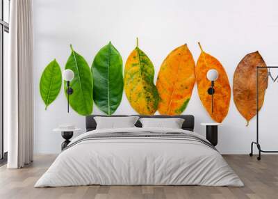 Leaves of different age of jack fruit tree on white wooden background. Ageing  and seasonal concept colorful leaves with flat lay and copy space. Wall mural