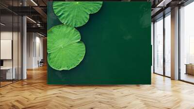 Peaceful and calm concept . Composition of Green lotus leaves in Wall mural