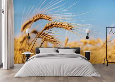 golden wheat field Wall mural