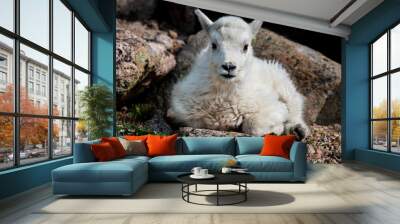 An Adorable Baby Mountain Goat Lamb on A Rocky Mountain Top Wall mural