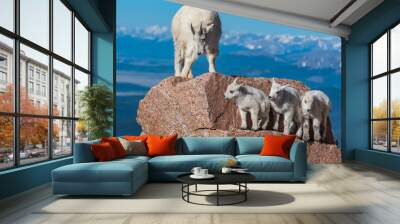 Mountain Goat and Lambs on Top of Rocky Mountain Wall mural