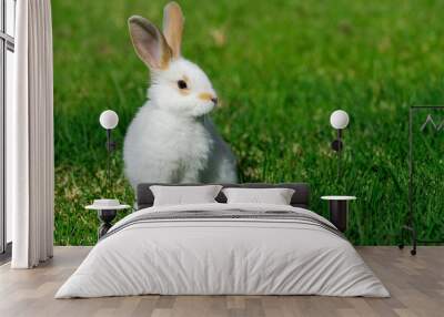 white rabbit on the grass Wall mural