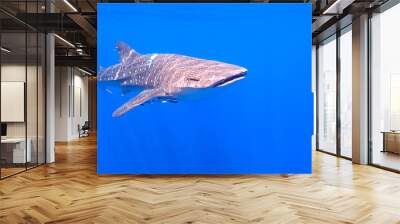 Whale shark gliding in tropical waters. Wall mural