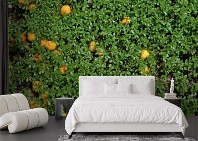 Background consisting of rarely lying apricots in the grass. Wall mural