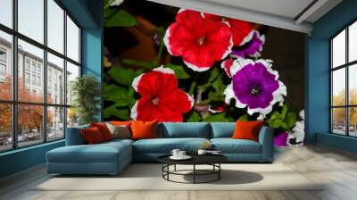 Petunia flowers of two colors, red and purple. Wall mural