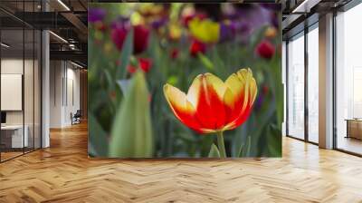 colorful tulips. tulips in garden with blurred background Wall mural