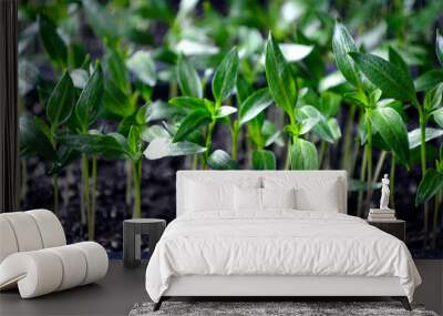 Potted pepper seedlings Wall mural