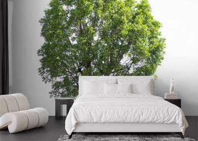 Tree isolated on a white background, Tree for design or decoration work. Wall mural