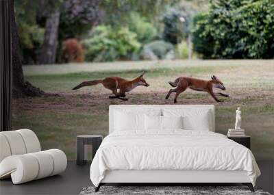 Scenic view of two playful red foxes on a green lawn Wall mural