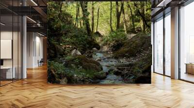 A stream in the woods. Wall mural