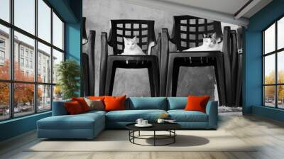 Grayscale shot of four cats on black plastic chairs outdoors in the garden on a sunny day Wall mural