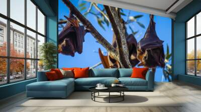 Bats in Katherine Gorge, Northern Territory Wall mural