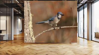 Bluejay 4 Wall mural