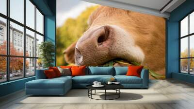 Cow eating grass in a field Wall mural