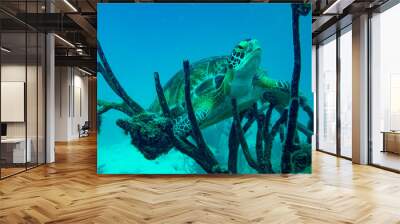 Green Turtle Resting on Coral Wall mural