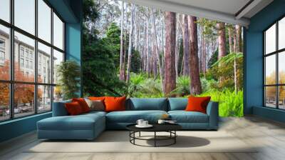 Eucalypt forest in the Yarra Ranges National Park, Victoria, Australia. Wall mural