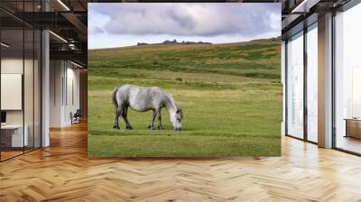 Grazing grey Dartmoor pony Wall mural