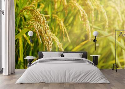 Harvest season of rice Wall mural