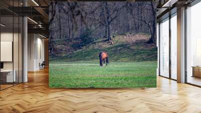 Horse eating in a dutch meadow Wall mural