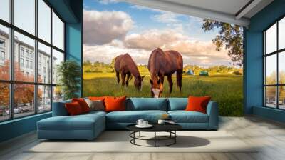 Horses In Field On Beautiful Afternoon Wall mural