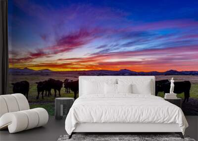 Cows in a pasture with a colorful sunset in Ramona, California Wall mural