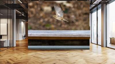 House finch taking off Wall mural