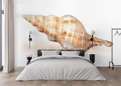 Watercolor sea shell 2 Wall mural