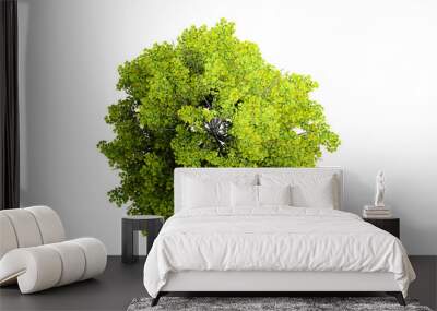 Top view 3D tree isolated on white background, for use visualization in architectural design	
 Wall mural