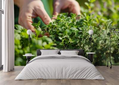 A gardener is gently picking fresh herbs like oregano and thyme, surrounded by lush greenery under the warm sun in a vibrant garden Wall mural