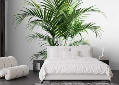 Areca palm tree isolated on a white background Wall mural