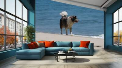 A black and white dog staring at the waves near Dewey Beach, Delaware, U.S Wall mural