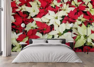 A mixed of red and white Poinsettia for Christmas decoration Wall mural