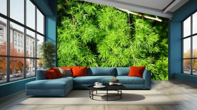 Bright green color of Ming Fern plant Wall mural