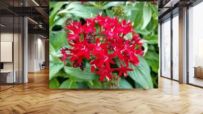 Cluster of red Pentas flowers at full bloom Wall mural