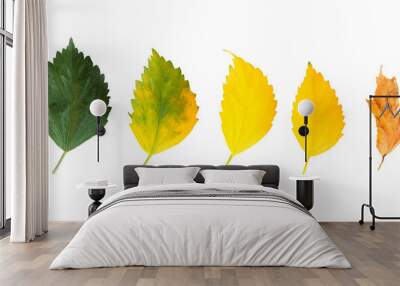 Cycle of leaves change seasons. Chinese Rose Leaves isolated on a white background with clipping path. Wall mural