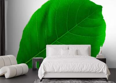 Sea almond leaf ( Terminalia catappa L. ) isolated on white background. With clipping path. Wall mural